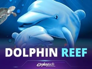 Dolphin Reef